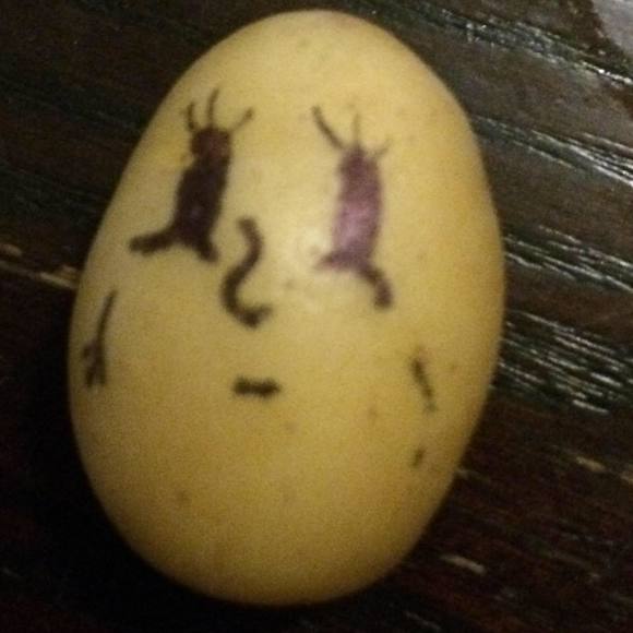 Meet your Posher, Rj - Picture 1 of 1